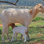 Immagine di un bicchiere di latte di capra su sfondo naturale, evidenziando i suoi benefici per la digestione.