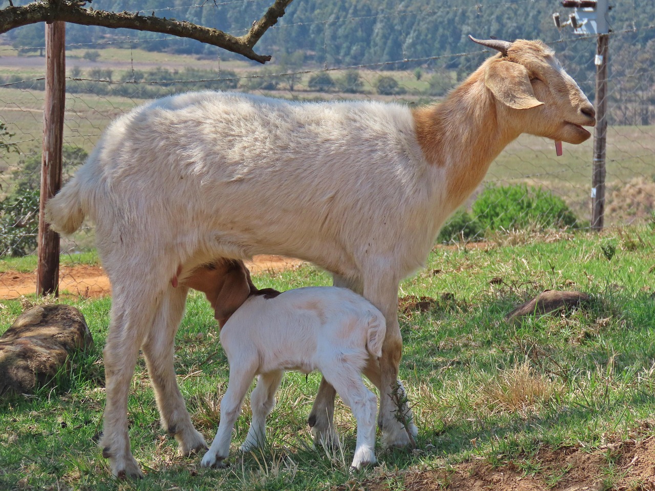 Immagine di un bicchiere di latte di capra su sfondo naturale, evidenziando i suoi benefici per la digestione.
