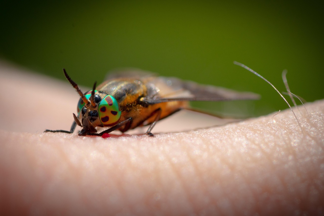 Immagine che illustra i passaggi da seguire dopo un morso di insetto forbice.