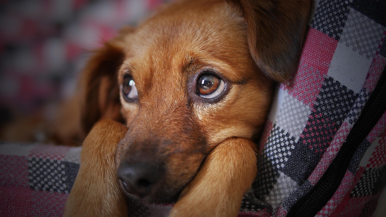 Cane che fissa il padrone mentre mangia, curioso e in attesa di cibo.