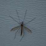 Insetto forbice su un pavimento, evidenziando il gesto da evitare per non attrarli in casa.