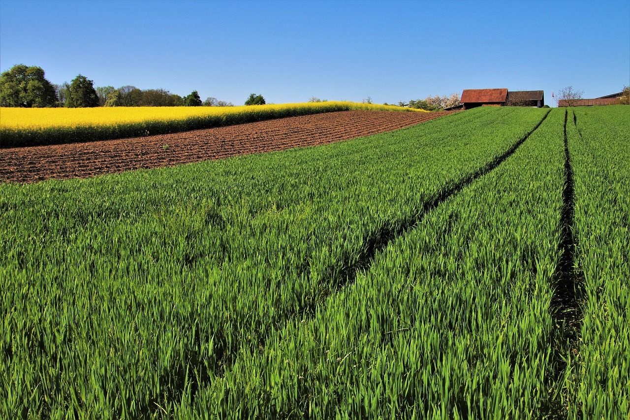 Terreno agricolo abbandonato con erba alta, simbolo di opportunità di guadagno.