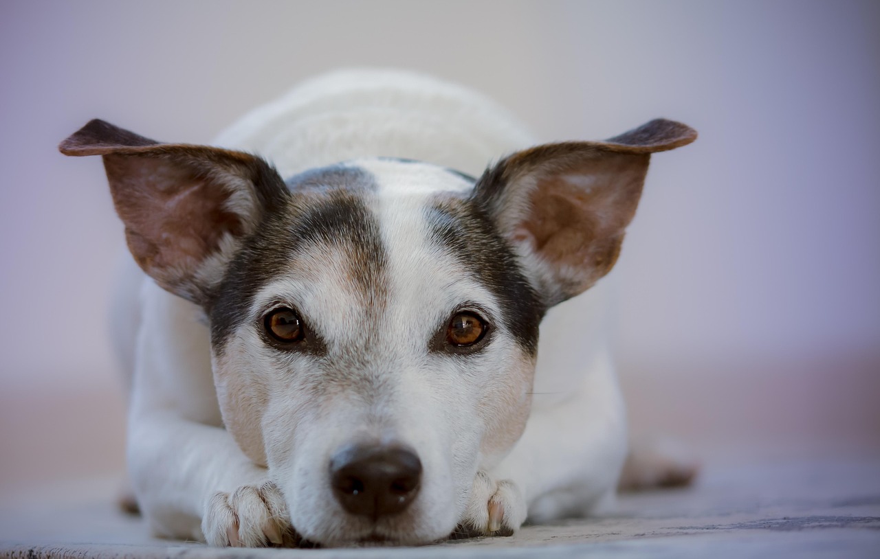 Cane con sguardo intenso, simbolo di comunicazione e connessione con il suo padrone.