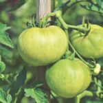 Pomodori con foglie ingiallite nel terreno, evidenziando problemi di crescita e salute della pianta.